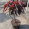 Zwergpfirsich Crimson ® Bonfire (S) rotlaubiger Produktbild-Vorschau 2