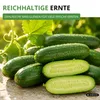 Mini Snackgurke Salamanda F1 Samen - Cucumis sativus - Produktbild-Vorschau 6