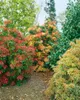 Pieris japonica 'Forest Flame', Japanische Lavendelheide, Produktbild-Vorschau 5