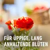 Balkon- & Kübelpflanzendünger COMPO Langzeitdünger mit Produktbild-Vorschau 7