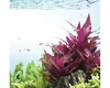 Papageienblatt breitblättrig - Alternanthera reineckii rot Produktbild-Vorschau 2
