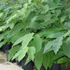 Esskastanie `Doré de Lyon´  (Maronenbaum) 60-80cm im Produktbild-Vorschau 5