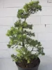 Krummholz-Kiefer - Formschnitt - Sichelform - Pinus mugo Produktbild-Vorschau 3