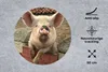MuchoWow® Mauspad Mousepad Schwein - Rosa - Tier 50x50 cm - Produktbild-Vorschau 2