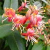3 x Geissblatt Henryi (Lonicera) Kletterpflanzen: 3 Produktbild-Vorschau 1