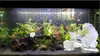 Akvarijní dekorace, dekorace do akvária, přírodní bílá Náhled obrázku produktu 3