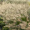 Plants by Frank | 12 Lampenputzergras Pflanzen | Pennisetum Produktbild-Vorschau 2