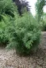 Fargesia jiuzhaigou 1 80/100 cm hoch, im 3 Liter-Topf Produktbild-Vorschau 7
