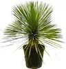 Lilia palmowa Yucca rostrata na trzonku Ø30 cm ↕70 cm – Podgląd zdjęcia produktu 2