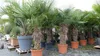 gruenwaren: XXXL 220-250 cm, Stamm 80 cm, Trachycarpus Produktbild-Vorschau 6