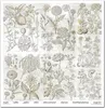 Scrapbooking-Papier Set 30×30 cm – SLS-049 Herbarium 2 – Produktbild-Vorschau 8