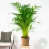 Dypsis Lutescens - Goldfruchtpalme - Areca Palme - Produktbild-Vorschau 2