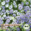 Samenliebe  Jungfer im Grünen Samen | Blaue Blüten - blau - Produktbild-Vorschau 4