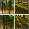 Bild auf Leinwand - Leinwandbild - Wald grün Sonnenstrahlen Produktbild-Vorschau 8