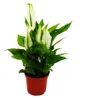 Mini-Spathiphyllum - Mini-Einblatt - 7cm Topf - Produktbild-Vorschau 2