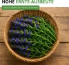 Ysop Mehrjährig Samen - Hyssopus officinalis - Ysopsamen - Produktbild-Vorschau 8