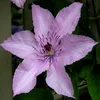 2 x Clematis hagley Hybrid (plamének) - sada 2 popínavých Náhled obrázku produktu 4