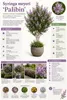 Zwergflieder Stamm Syringa meyeri Palibin 120 cm | Produktbild-Vorschau 2