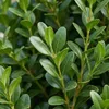 2x Ilex Jenny Pyramid P21 H80 Produktbild-Vorschau 5