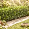 20x Kirschlorbeer Novita 40-50 cm | Prunus laurocerasus Produktbild-Vorschau 3