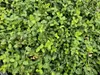 Euonymus fort. 'Minimus' | 6 stuks - 10-25cm - Ø9cm - Productafbeelding-voorbeeld 5