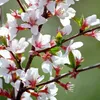 2 x Filzkirsche - Prunus tomentosa | 25-30 cm v kontajneri Náhľad obrázku produktu 1