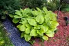 Stauden Gänge 3 x Hosta x cultorum 'Sum and Substance' im 1 Produktbild-Vorschau 6