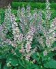 Muskatellersalbei, im Topf - Salvia sclarea Produktbild-Vorschau 12
