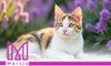 Bentonit Katzenstreu lavendel LAVENDER 10l Produktbild-Vorschau 6