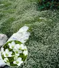 BALDUR Garten 3x Winterhartes Sternmoos, Pflanzen im 9x9 Produktbild-Vorschau 1