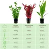Pflanzen Set mit 3 Hintergrund Topf Aquarium Wasserpflanzen Produktbild-Vorschau 2