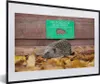 MuchoWow® Gerahmtes Poster Igel geht durch Zaun 60x40 cm - Produktbild-Vorschau 1