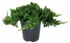 Kriech-Wacholder Nana 20-25 cm, im Topf - Juniperus Produktbild-Vorschau 1