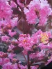 Lagerstroemia indica Rhapsody in Pink - Chinesische Produktbild-Vorschau 1