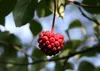 SAFLAX - Ázijské kvety - drieň obyčajný - Cornus kousa var. Náhľad obrázku produktu 4