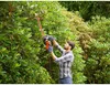A man is trimming a hedge with an electric hedge trimmer. Voir les images du produit