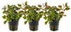 Aquarium Pflanze 3 Stück Ludwigia repens Rubin Produktbild-Vorschau 1
