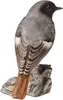 Goebel Vogel des Jahres 2025 Hausrotschwanz (Figur, Podgląd zdjęcia produktu 5