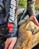 Karpfenfutter 18mm/1kg Dojrała Son Produktbild-Vorschau 12