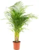 Areca-Palme Dypsis lutescens Ø24cm 130cm Betelpalme Produktbild-Vorschau 9
