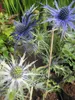 Eryngium planum Blaukappe  - Kleiner Mannstreu Blaukappe Produktbild-Vorschau 3