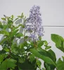 Hochstamm Säckelblume Glorie de Versailles - Ceanothus Produktbild-Vorschau 2