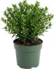1x Ilex  crenata Jenny  P10  H20 Produktbild-Vorschau 1