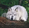 Wandkalender 2027: Wölfe – Beeindruckende Naturfotografie Produktbild-Vorschau 11