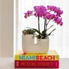 Kolibri Orchids Orchidée Phalaenopsis violette/rose, pot Voir les images du produit 10
