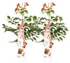 Bloomique - Lot de 2 - Campsis radicans 'Flamengo' - Voir les images du produit 2
