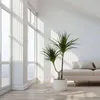 Dragonnier - Dracaena marginata - Hauteur 70-80cm - ⌀17cm Voir les images du produit 5