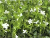 Barvínek menší FloraSelf Vinca minor 'Alba' balení 6 ks Náhled obrázku produktu 1