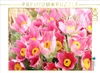 CALVENDO Puzzle Küchenschellen, Pulsatilla | 1000 Teile Produktbild-Vorschau 2