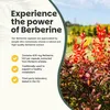 Goyu Berberin-Extrakt 400 mg (60 Kapseln) Produktbild-Vorschau 2